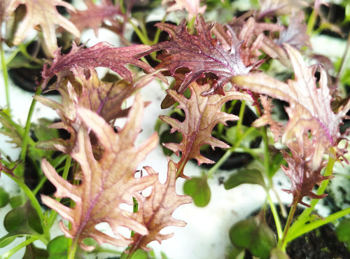 Nature et Saveurs - Ferme Aquaponique et Permacole Astérienne - Jeunes feuilles de kale rouge Flame — puissance douce et relief