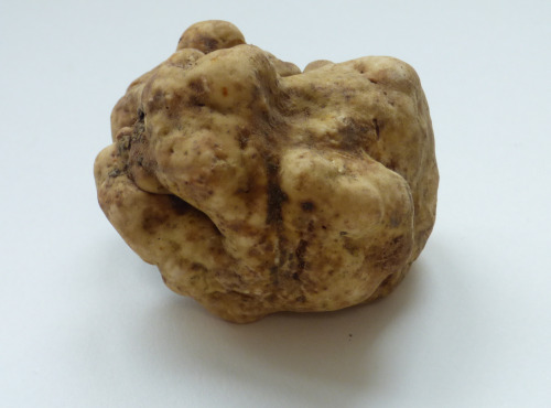 ALENA la Truffe d'Aquitaine - Truffe blanche (Truffe d'Alba) Tuber Magnatum Pico - 50g
