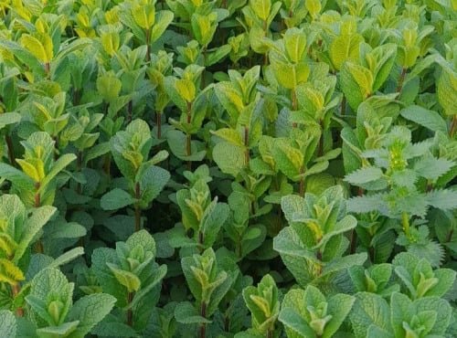 Les Herbes du Roussillon - Menthe fraîche 3kg