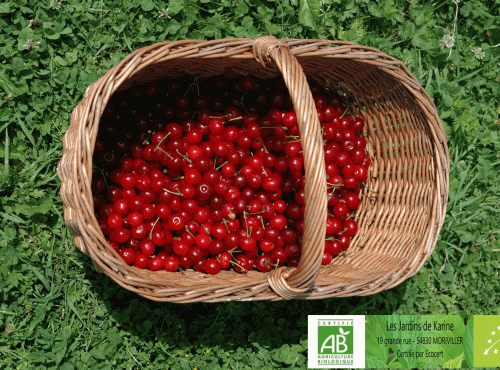 LES JARDINS DE KARINE - Cerise griotte dénoyautée et surgelée - 1 kg