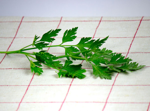 La Boite à Herbes - Persil Plat Frais - Sachet 100g