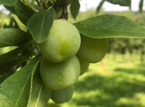 La Ferme des Prun'Elles - mirabelles vertes