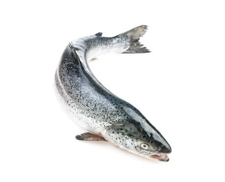 Ma poissonnière - Saumon entier  la pièce de 3  kg (salmo salar)