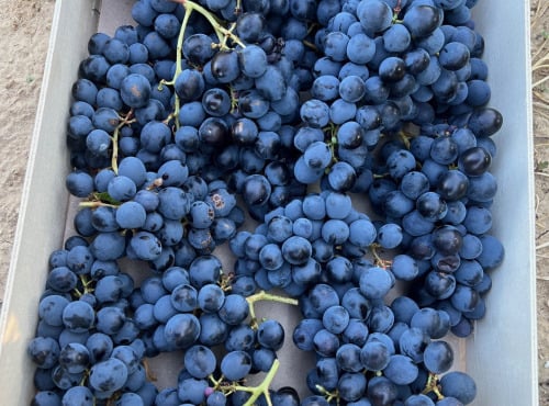 Domaine Reverchon - Raisin Muscat du Vaucluse extra 1Kg