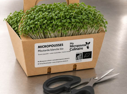 Ma Micropousse culinaire - Micro-pousses bio de moutarde blanche – 4 barquettes