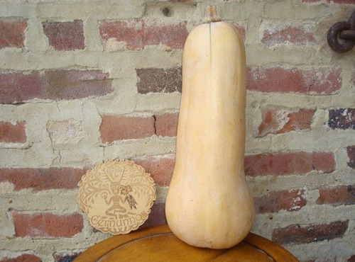 Ferme de Cernunnos - Butternut Bio