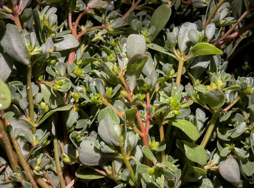 Naturélium - pourpier frais sauvage