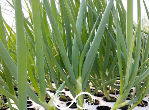 Nature et Saveurs - Ferme Aquaponique et Permacole Astérienne - Oignon Ciboule Ishikura Long White