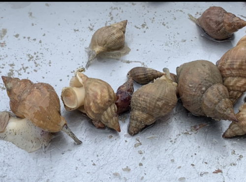 KI DOUR MOR - Bulots vivants (1kg)