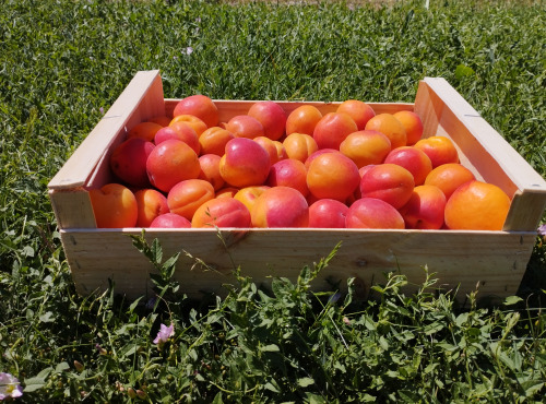 Gobert, l'abricot de 4 générations - Abricots 5kg