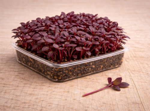 Nature et Saveurs - Ferme Aquaponique et Permacole Astérienne - Micropousses de betterave rouge coupées - 7,5g