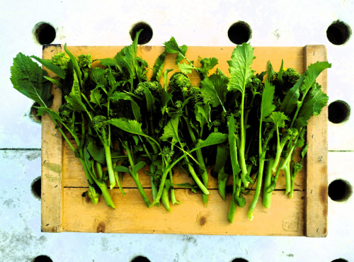 Nature et Saveurs - Ferme Aquaponique et Permacole Astérienne - Brocoletto de Cima – Mini légume gastronomique