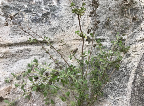 Le Jardin des Antipodes - Za'atar Frais Bio - Botte De 10g