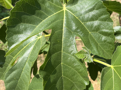 Domaine du Chillou - Feuilles de figues Bio fraiches