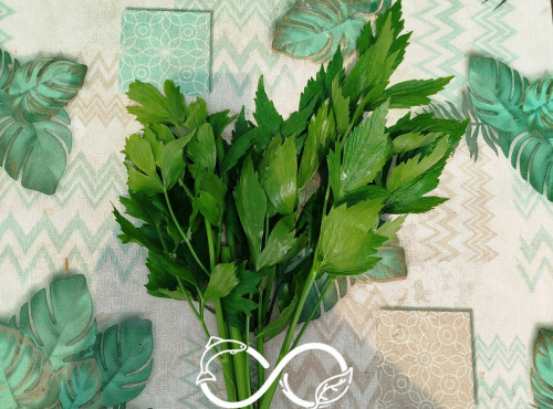 Nature et Saveurs - Ferme Aquaponique et Permacole Astérienne - Livèche (céleri ancestral) - 100g