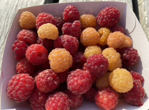 Ferme Sinsac - framboises rouges et jaunes