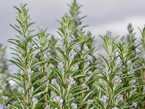Les Jardins du Mas de Greil - Romarin, Bouquet Frais
