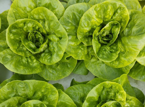 Nature et Saveurs - Ferme Aquaponique et Permacole Astérienne - Salade Vivante de saison - 3 pièces