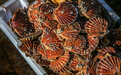 Télémaque - Coquilles Saint-Jacques - 10kg