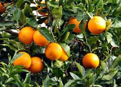 LES VERGERS DE BRAVONE - Orange amère Bio Corse 5kg
