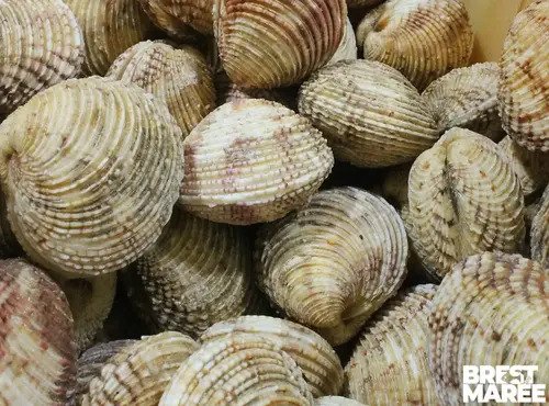 Brest Marée - Praires de la Rade de Brest - 1kg