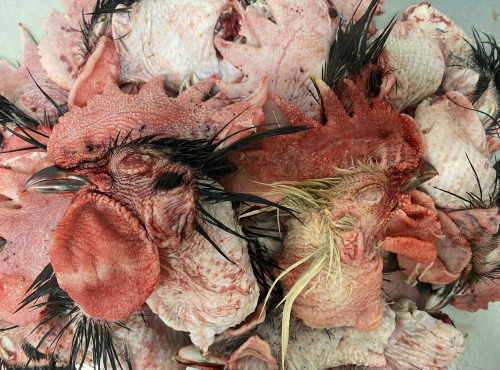Des Poules et des Vignes à Bourgueil - Têtes de coq (x20)