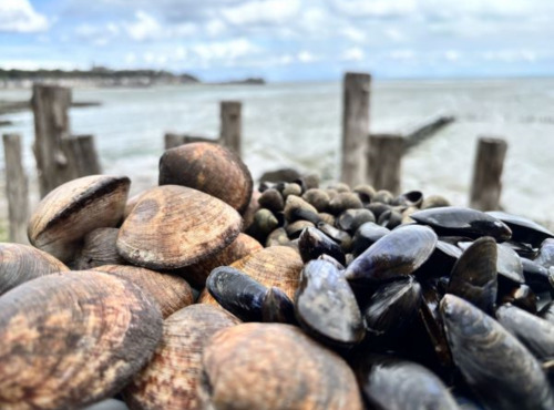 Saint Kerber - Cancale - Mix de la mer 3kgs - Moules AOP/Amandes/Bigorneaux