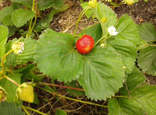 LES JARDINS DE KARINE - Fraises surgelées en morceaux - 500g