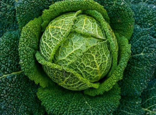 Nature et Saveurs - Ferme Aquaponique et Permacole Astérienne - Chou de Milan – structure froissée et douceur feuilletée