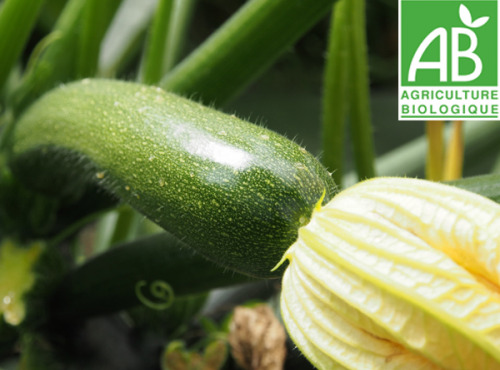Mon Petit Producteur - Courgette verte 1kg