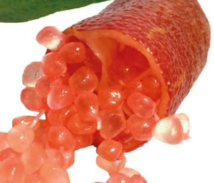 Des Poules et des Vignes à Bourgueil - Citron caviar à chair rose