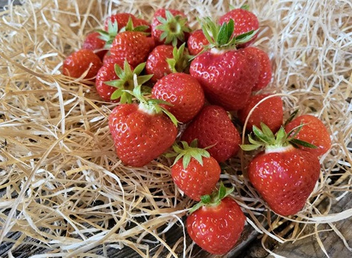 Les Jardins de Gérard - Fraise Bio - 250 g