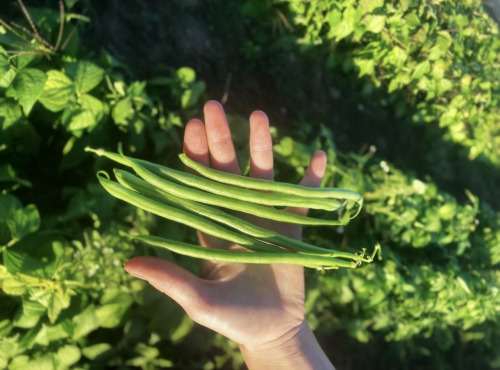 La Ferme d'Artaud - Haricots verts - 1 kg