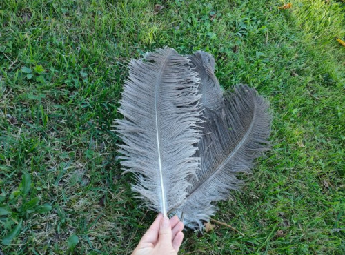 La Ferme Enchantée - Décoration de table pour les fêtes 3 plumes d'autruche grises