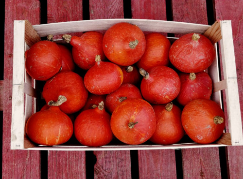 Domaine L'Hermiton - CAISSE DE POTI-FARCIES BIO
