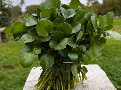 Cressonnière de Montmirault - Cresson de Fontaine biologique 6 bottes