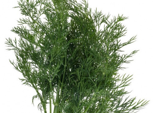 Les Jardins du Mas de Greil - Fenouil Sauvage, Feuilles, Bouquet Frais