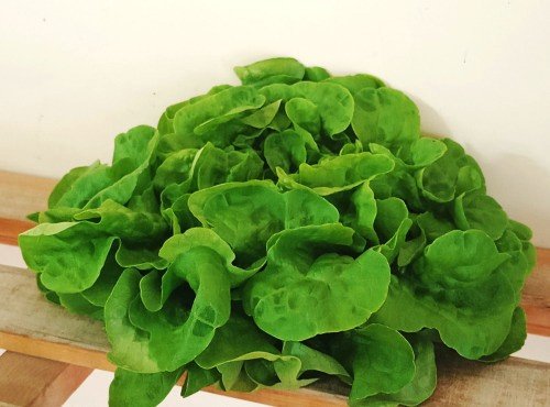Ferme Joos - Salade Feuille de chêne