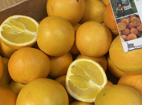 L’Echo Paysan - Orange Navel bio Sicile x10kg