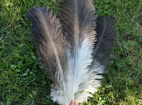 La Ferme Enchantée - Décoration pour table de fête  : 3 plumes d’autruche bicolores