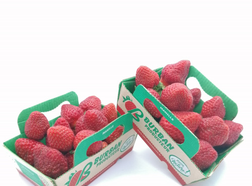 La Fraise de La Baule - Fraises Manille