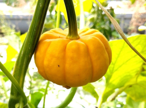 Nature et Saveurs - Ferme Aquaponique et Permacole Astérienne - Courge Petite Orange Jack Be Little