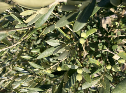 Domaine du Chillou - Tisane feuilles d'olivier Bio