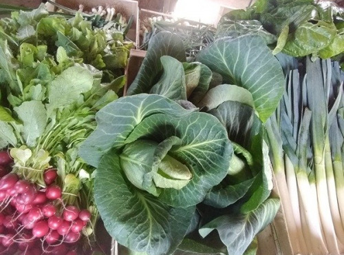 Aux Jardins des Colibris - Panier de légumes primeurs Bio "Fraicheur" Bio