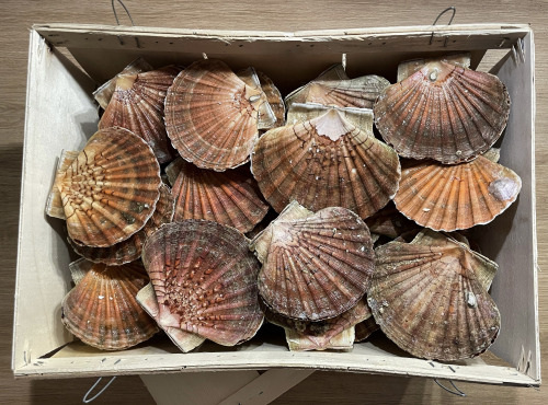 Chalutier La Jajane - Coquilles Saint Jacques entières de la Baie de St Brieuc - 6kg