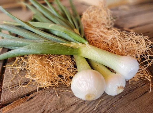 Les Jardins de Gérard - Oignon doux Cénol Bio - 1 kg
