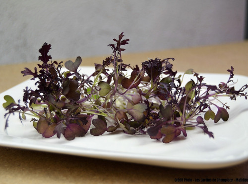 Les Jardins de Champlecy - Micro-pousses De Moutarde Rouge - 50g