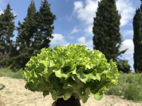 La Boite à Herbes - Jeune Batavia Verte Bio