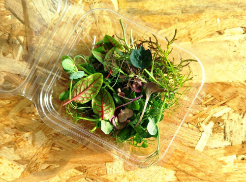 Nature et Saveurs - Ferme Aquaponique et Permacole Astérienne - Micropousses de shiso vert coupées - 5g