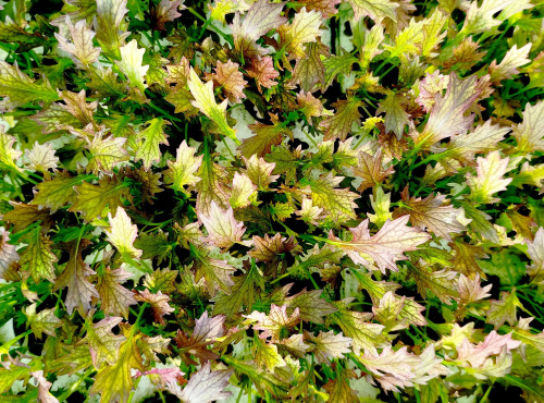 Nature et Saveurs - Ferme Aquaponique et Permacole Astérienne - Jeunes Feuilles — Mizuna Rouge “Mazerati”